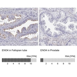 ENO4 Antibody, Novus Biologicals:Antibodies:Primary Antibodies